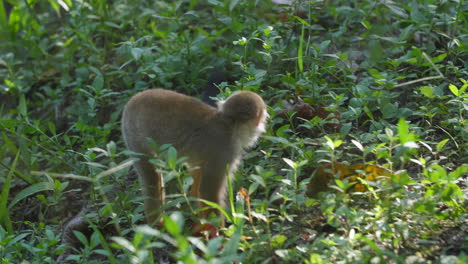 Capuchino-En-El-Zoológico-De-La-Guayana-Francesa